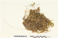 藏品(擬平苔屬)的圖片